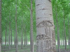 白杨树造林合格标准，要符合相关标准