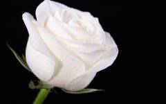 白玫瑰花有什么意思，白色象征着圣洁、纯洁