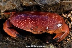 哪些最毒的螃蟹，十大不能吃有毒的螃蟹品种