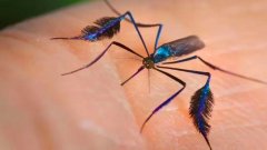 最漂亮的蚊子长什么样，是煞蚊