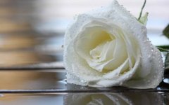白玫瑰花语我足与你相配，是纯洁和真爱