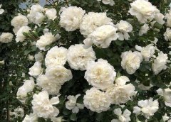 白蔷薇是荼靡花吗，是两种不同的植物