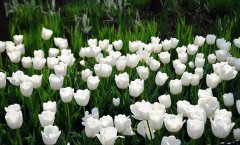白色郁金香的花语是什么意思，代表着纯洁、无瑕和默默的祝愿