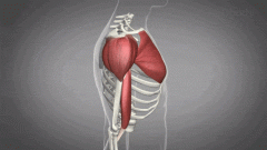 背阔肌可以使肩关节怎么运动，使肩关节的外展和内旋运动