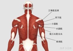 背阔肌属于什么肌肉，人体躯干背部最宽广的肌肉之一